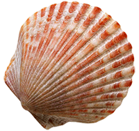 VILLA MARIA SHELL IN THE SAND 1