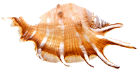 VILLA MARIA SHELL IN THE SAND 2